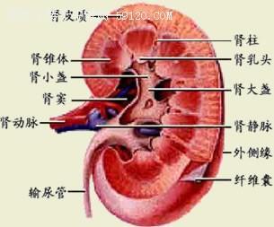 关于最全面的小儿泌尿外科疾病诊治中心的毕业论文开题报告范文